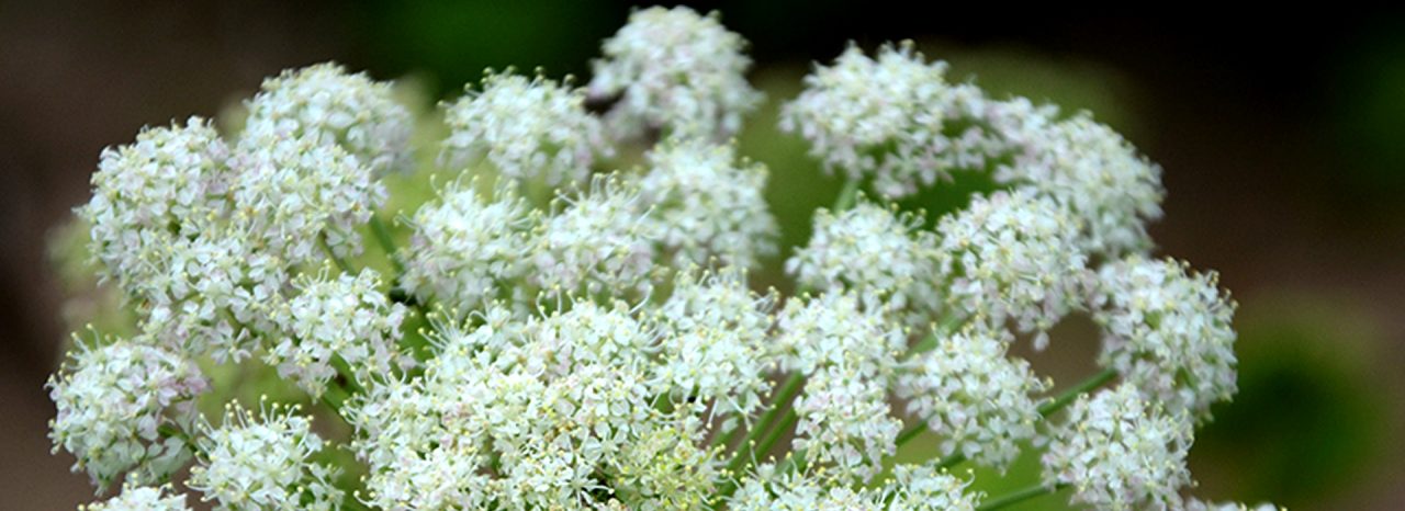  The magic plant for younger-looking skin through reepithelialization care