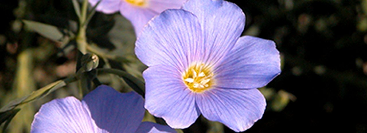  The irritation soothing solution for natural cosmetics
