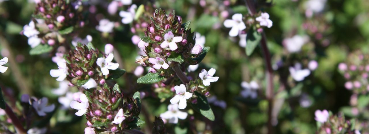  Our natural, organic bioactive for anti-pollution formulations 