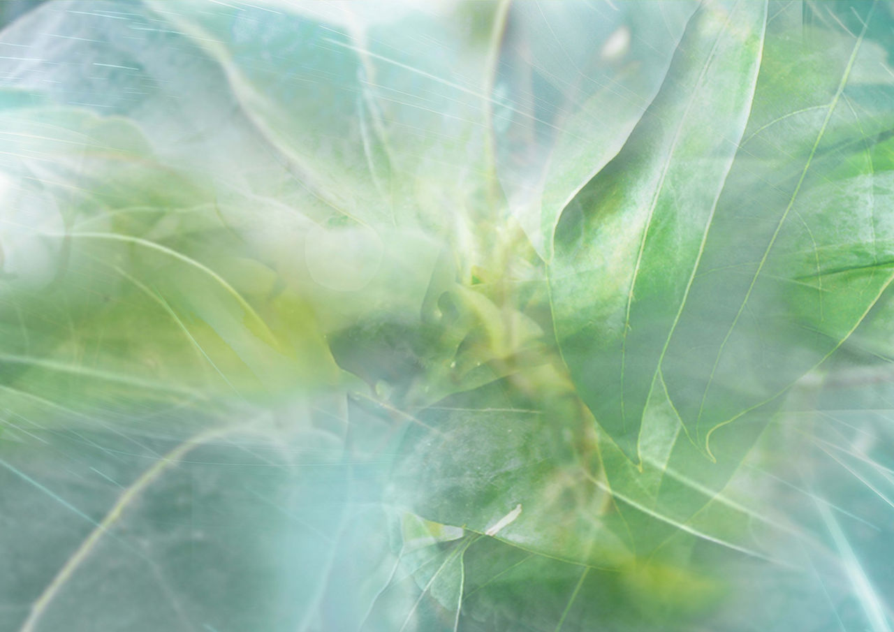 leaf