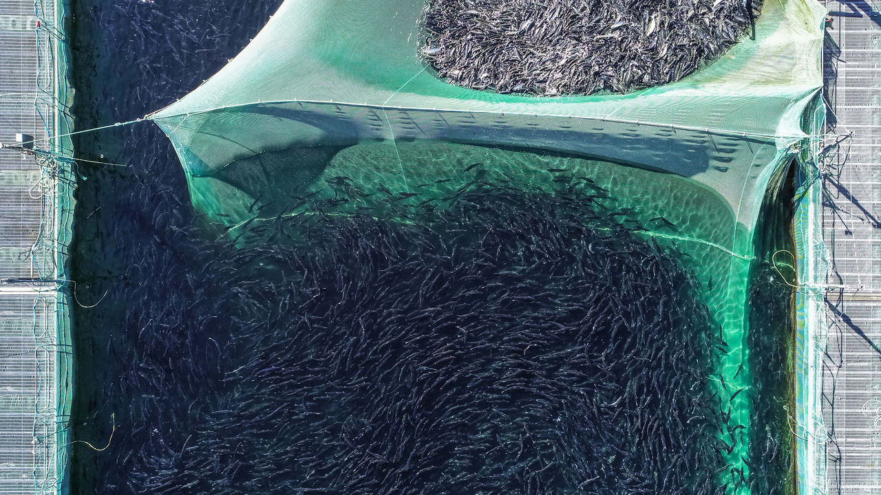Salmon fish farm near Bergen, Hordaland, Norway.; Shutterstock ID 1370107610; Brand: -; Brand_category: -; Market_global: -; agency: -; Market_s: -