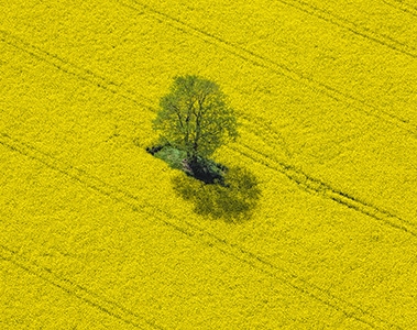 DSM y Avril colaboran para llevar la proteína vegetal a la industria alimentaria | DSM Food and Beverage