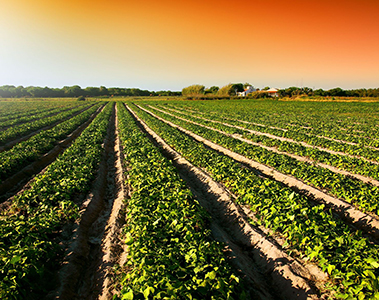 Insights Getting more, using less - Oil processors